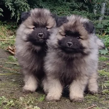 Německý špic vlčí / keeshond prodám štěňata s PP